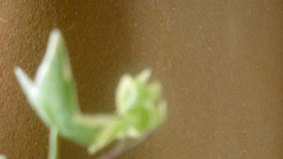 xfs_960x575_s80_DSCN0767